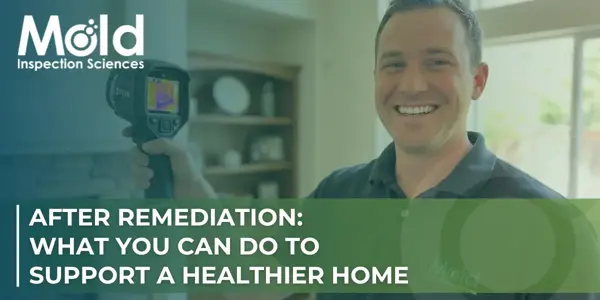 After Mold Remediation: What Homeowners Should Do Next