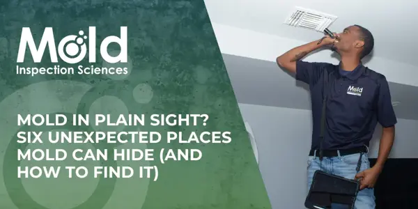 Mold in Plain Sight Six Unexpected Places Mold Can Hide