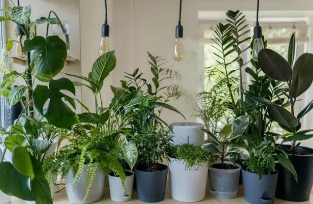 A collection of various houseplants in assorted pots sits on a light-colored surface by a window, with three hanging light bulbs above them and soft natural light in the background—perfect for easy mold inspection and testing.
