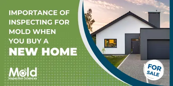 The Importance of Inspecting for Mold When You Buy A New Home