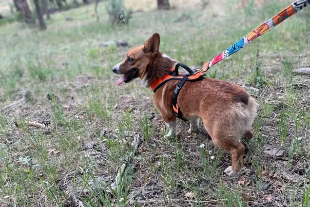 A brown and white corgi on a colorful leash stands in a grassy area with sparse trees, as if conducting its own inspection of the surroundings. The dog wears a black and orange harness and looks to the side with its tongue out.