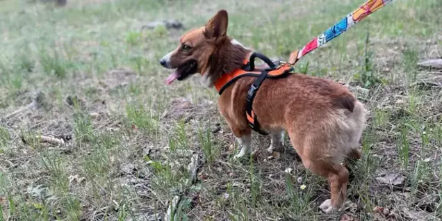 A brown and white corgi on a colorful leash stands in a grassy area with sparse trees, as if conducting its own inspection of the surroundings. The dog wears a black and orange harness and looks to the side with its tongue out.