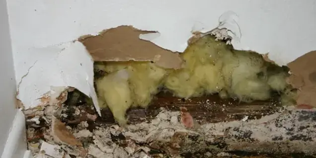 A damaged wall with peeling drywall reveals yellow insulation and visible mold, indicating the need for further investigation and assessment of water damage behind the structure.