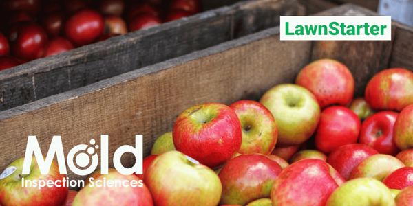 A wooden crate filled with red and green apples, ideal for sampling the freshest produce. The text Mold Inspection Sciences and LawnStarter is visible on the image.